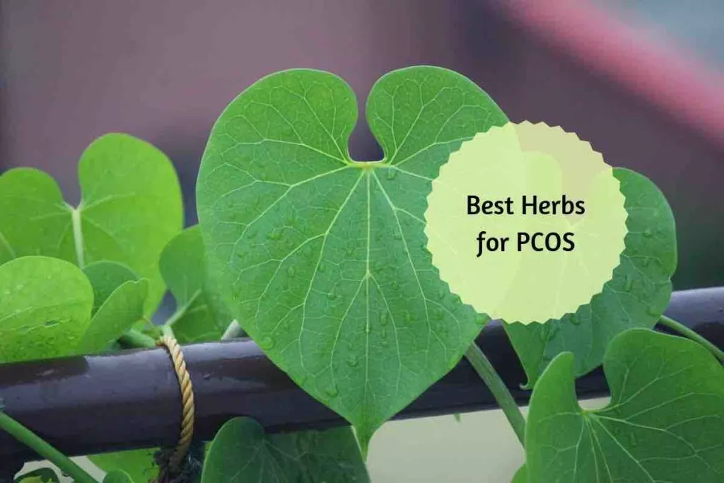 Indian Herbs for PCOS Management